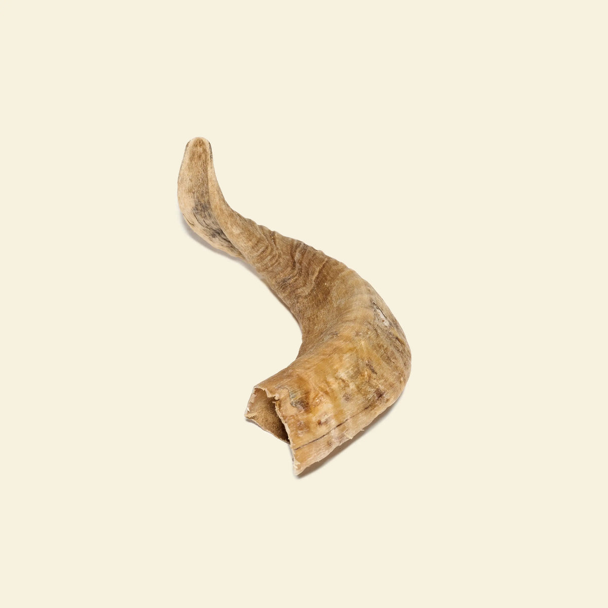 corne de mouton séchée pour chien friandise naturelle