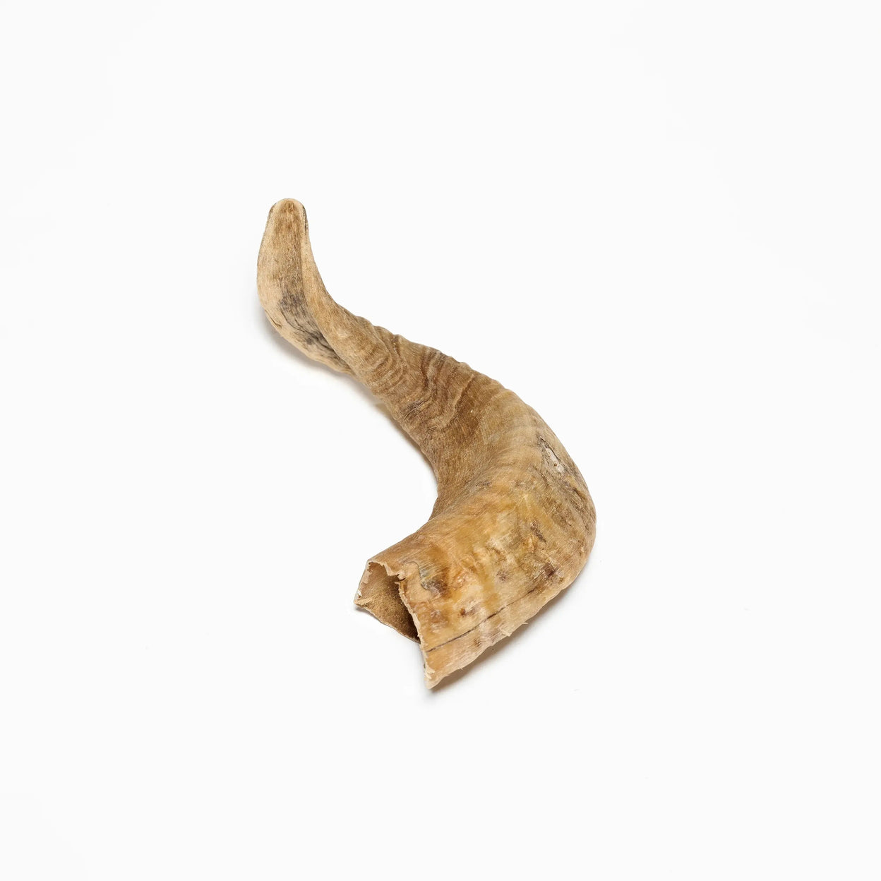 corne de mouton pour chien mastication naturelle