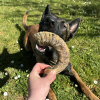 Corne de mouton DogMastic