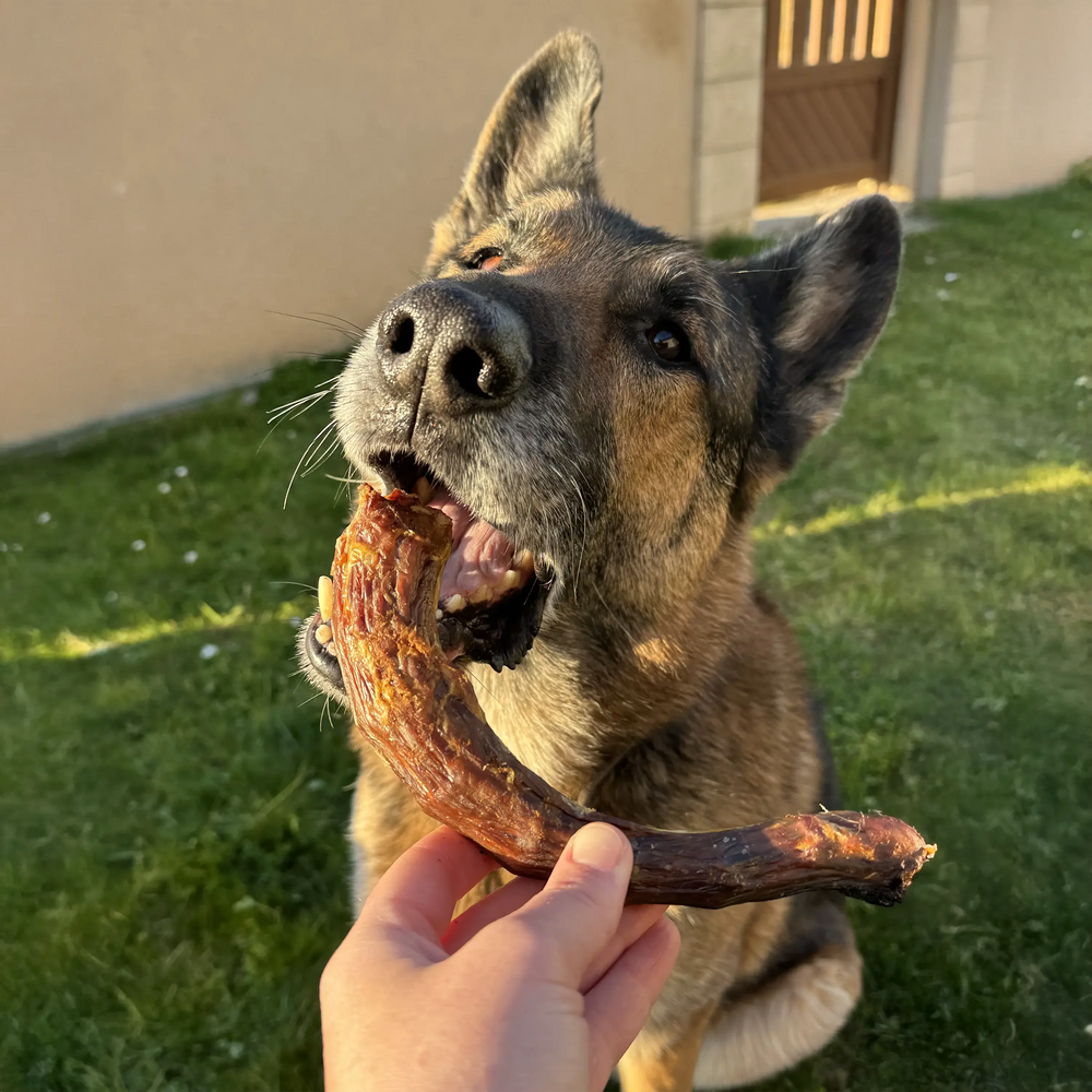 cou d'oie, friandise de mastication naturelle pour chien