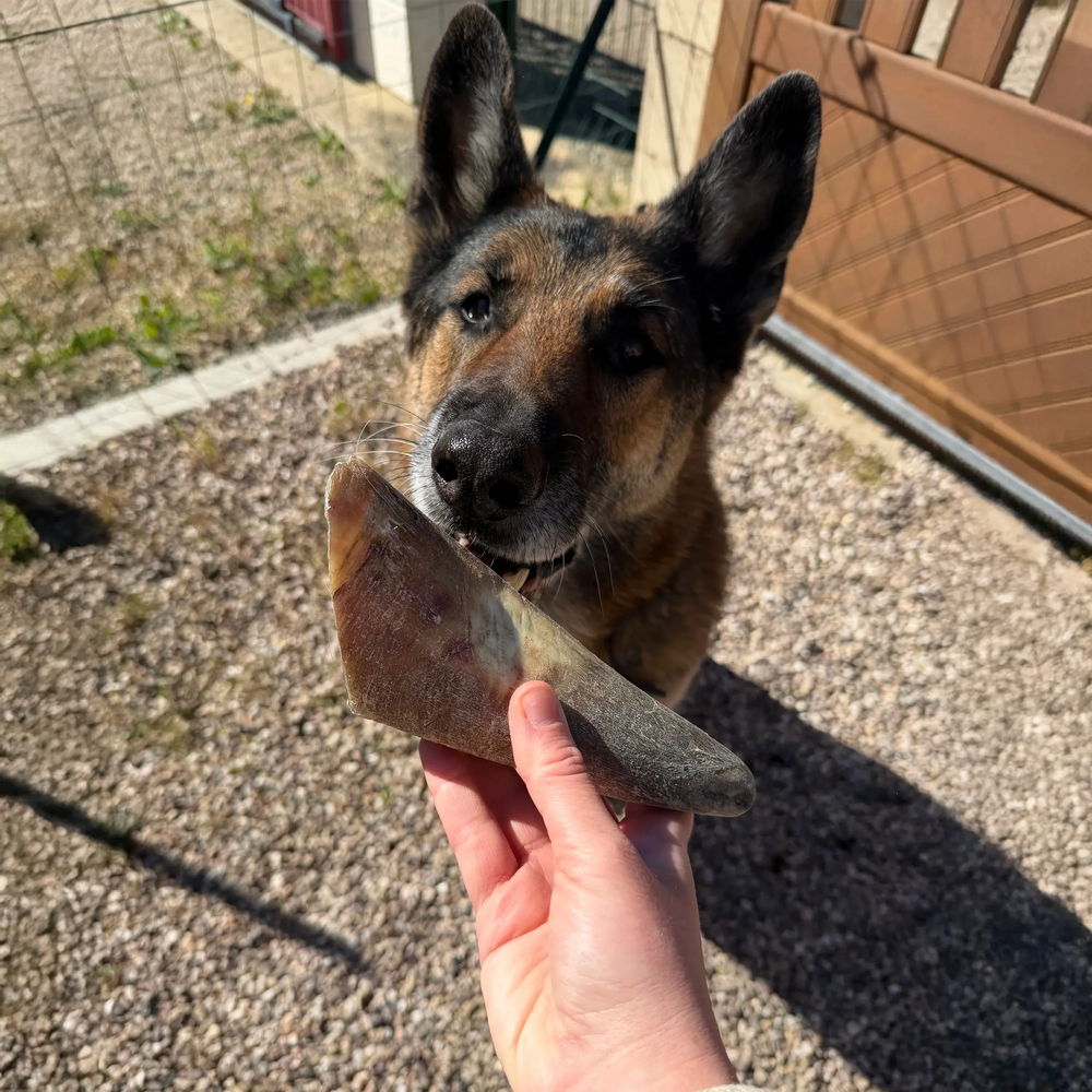 corne de boeuf vide taille L, friandise de mastication naturelle pour chien