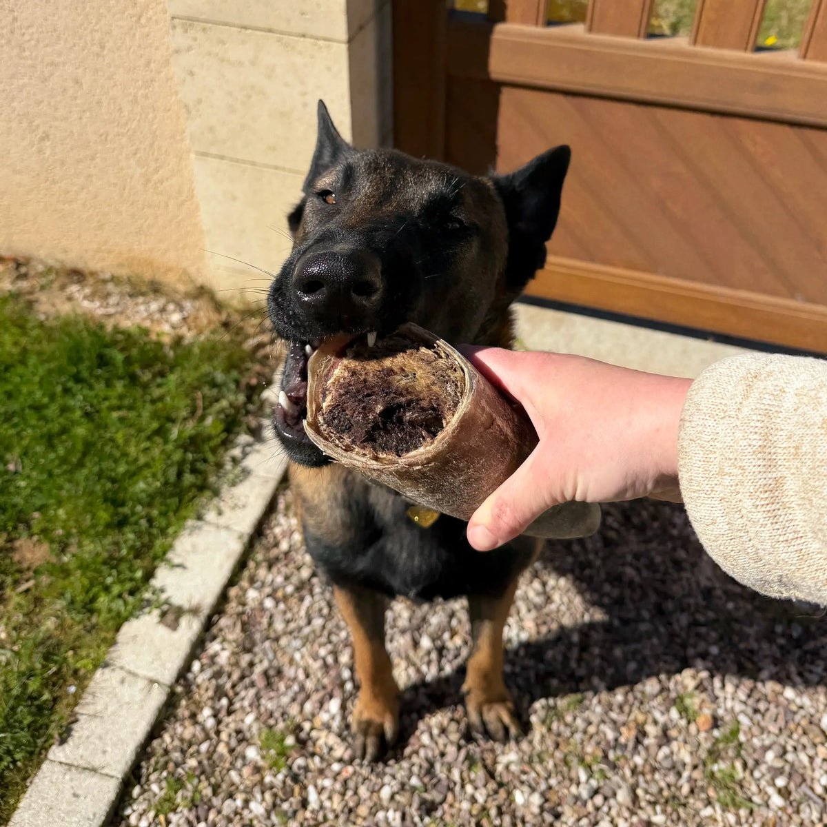 Corne de boeuf pleine, friandise de mastication naturelle pour chien