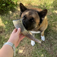 corne de vache pour chien mastication naturelle