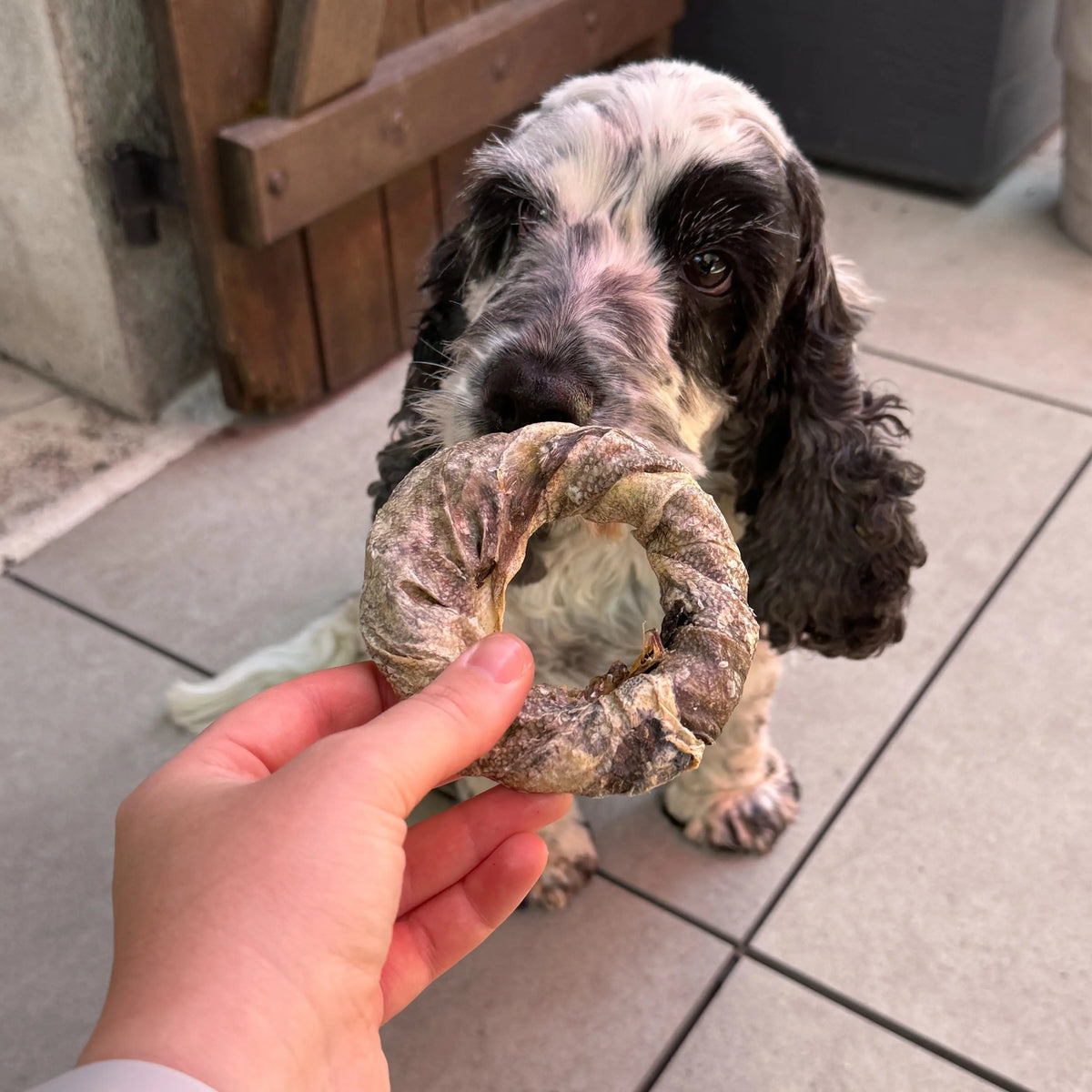 donut de morue pour chien
