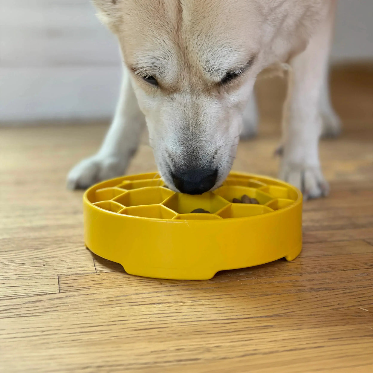 Gamelle anti-glouton pour chien