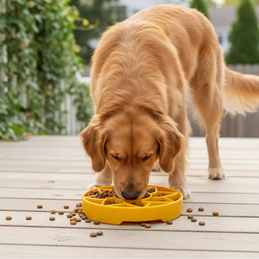Gamelle anti-glouton pour chien