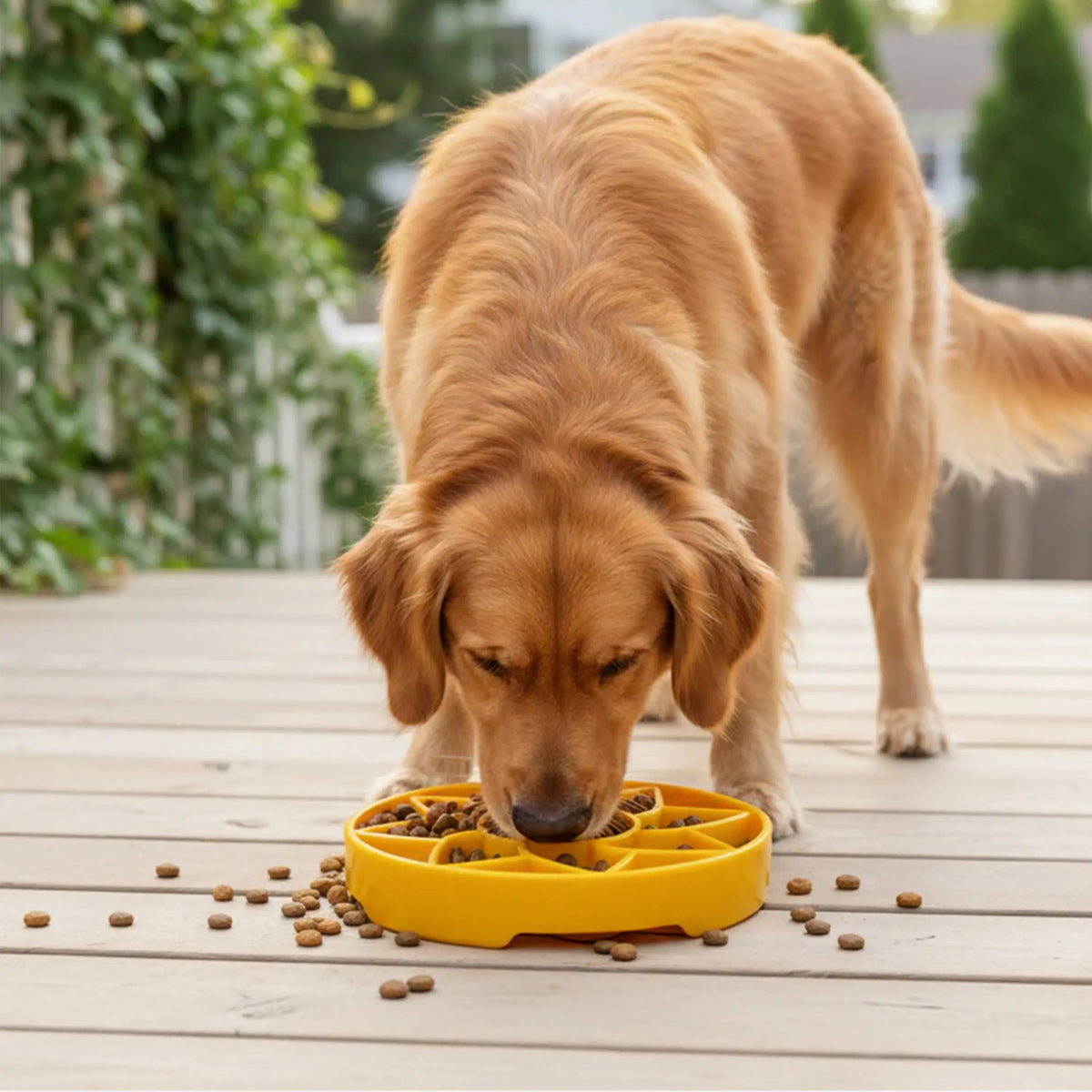 Gamelle anti-glouton pour chien