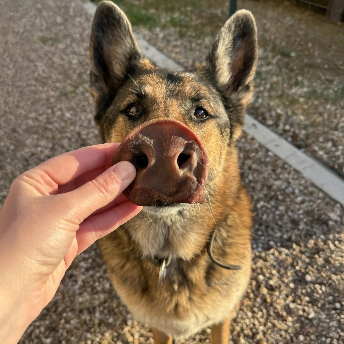 Groin de porc pour chien, friandise de mastication naturelle