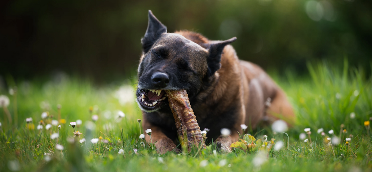 Chien qui mange une trachée de boeuf