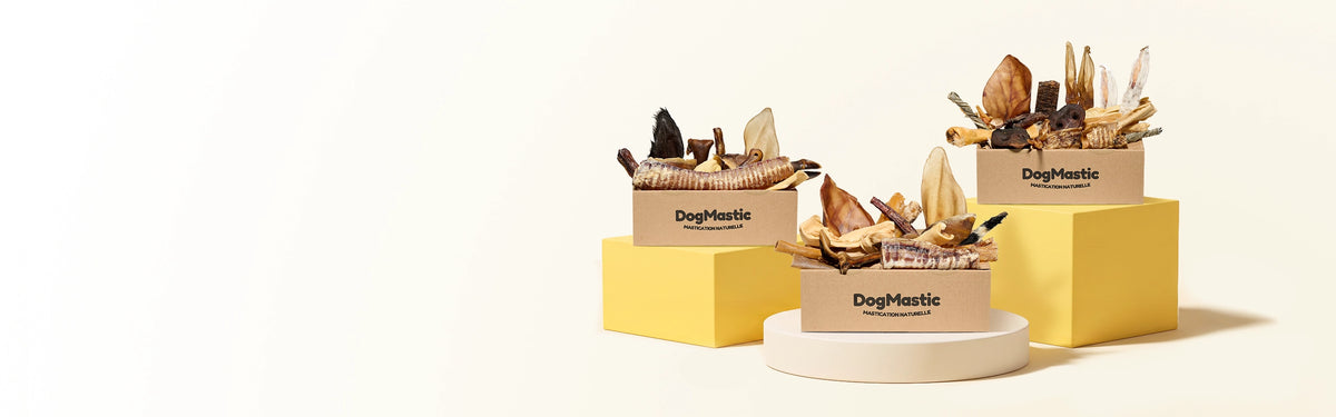 Box de mastication