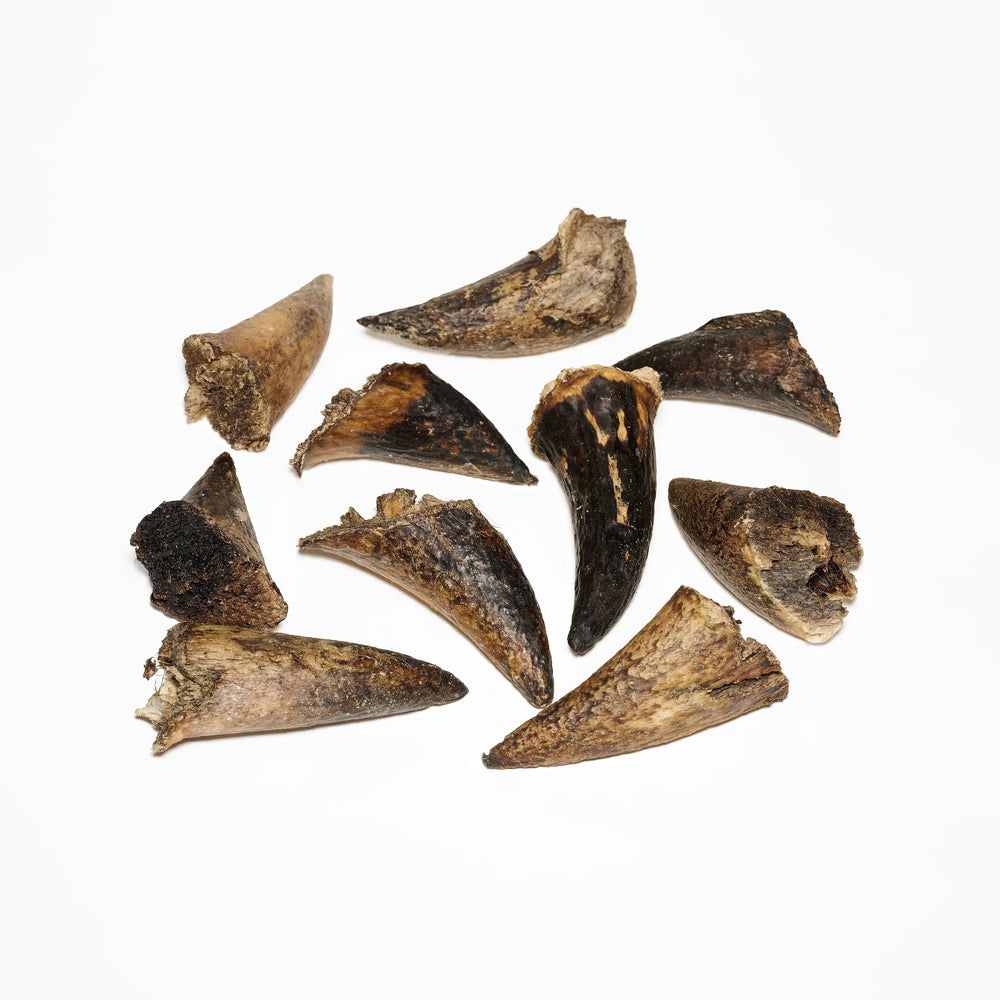 noyaux de corne pour chien mastication naturelle