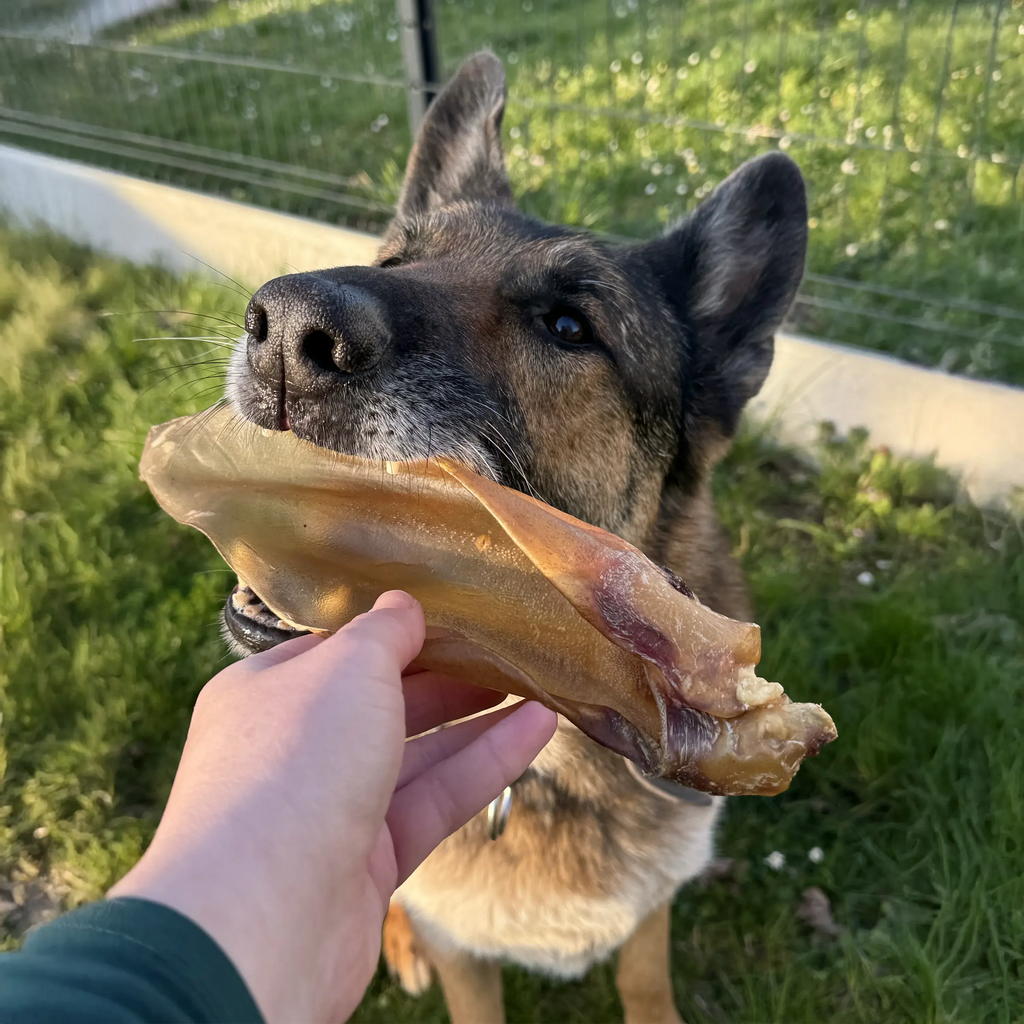 oreille de boeuf sans poils, friandise de mastication naturelle pour chien