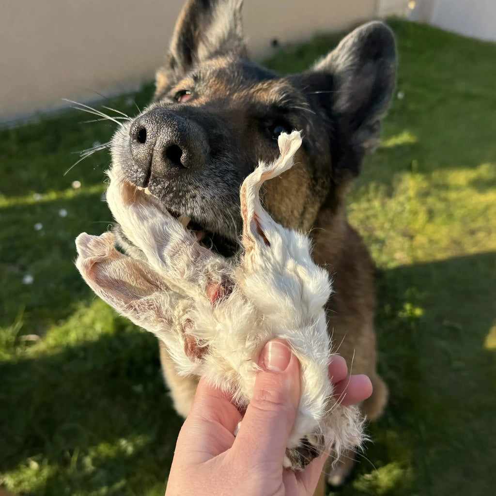 Oreille de lapin avec poils pour chien, friandise de mastication naturelle