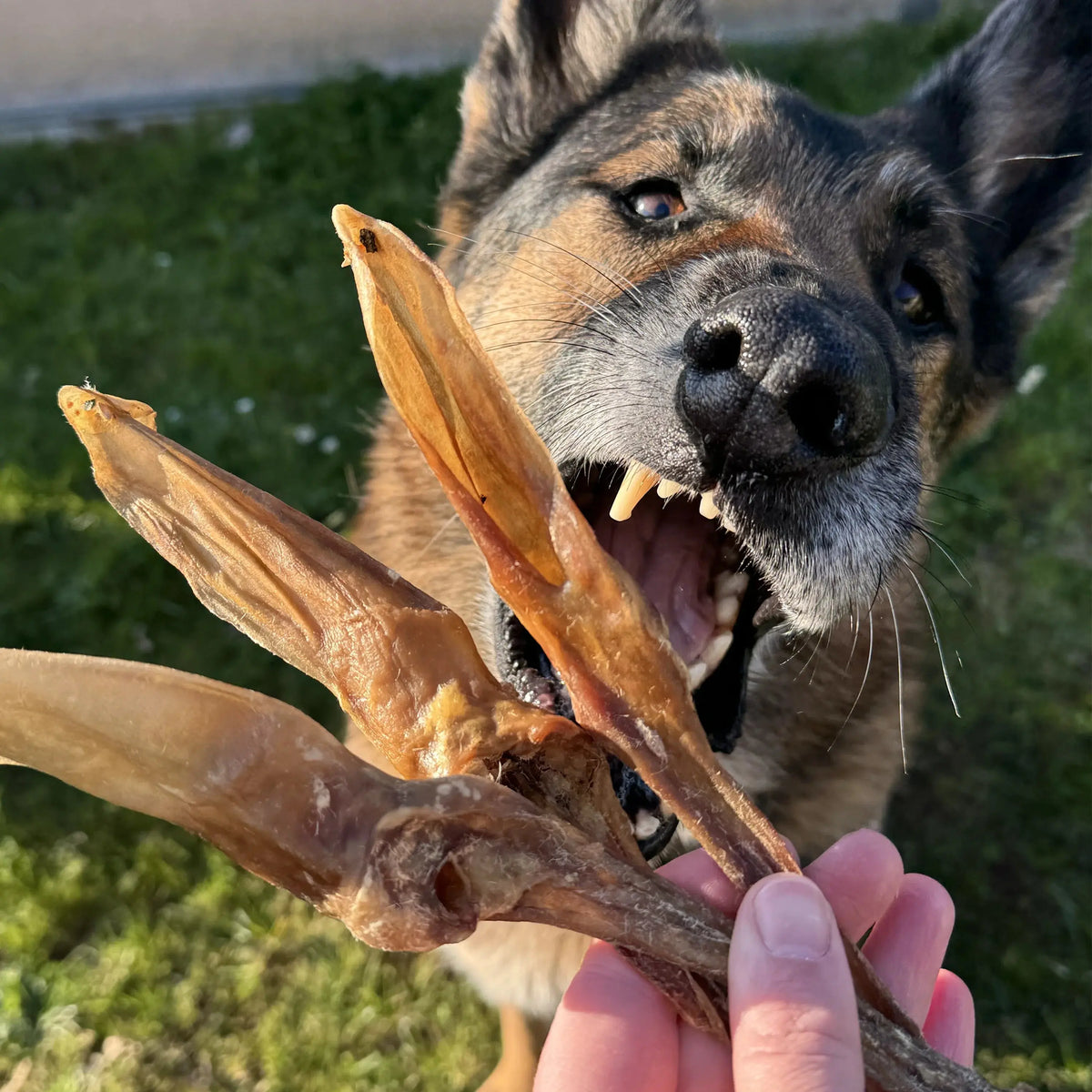 Oreille de lapin pour chien, friandise de mastication naturelle