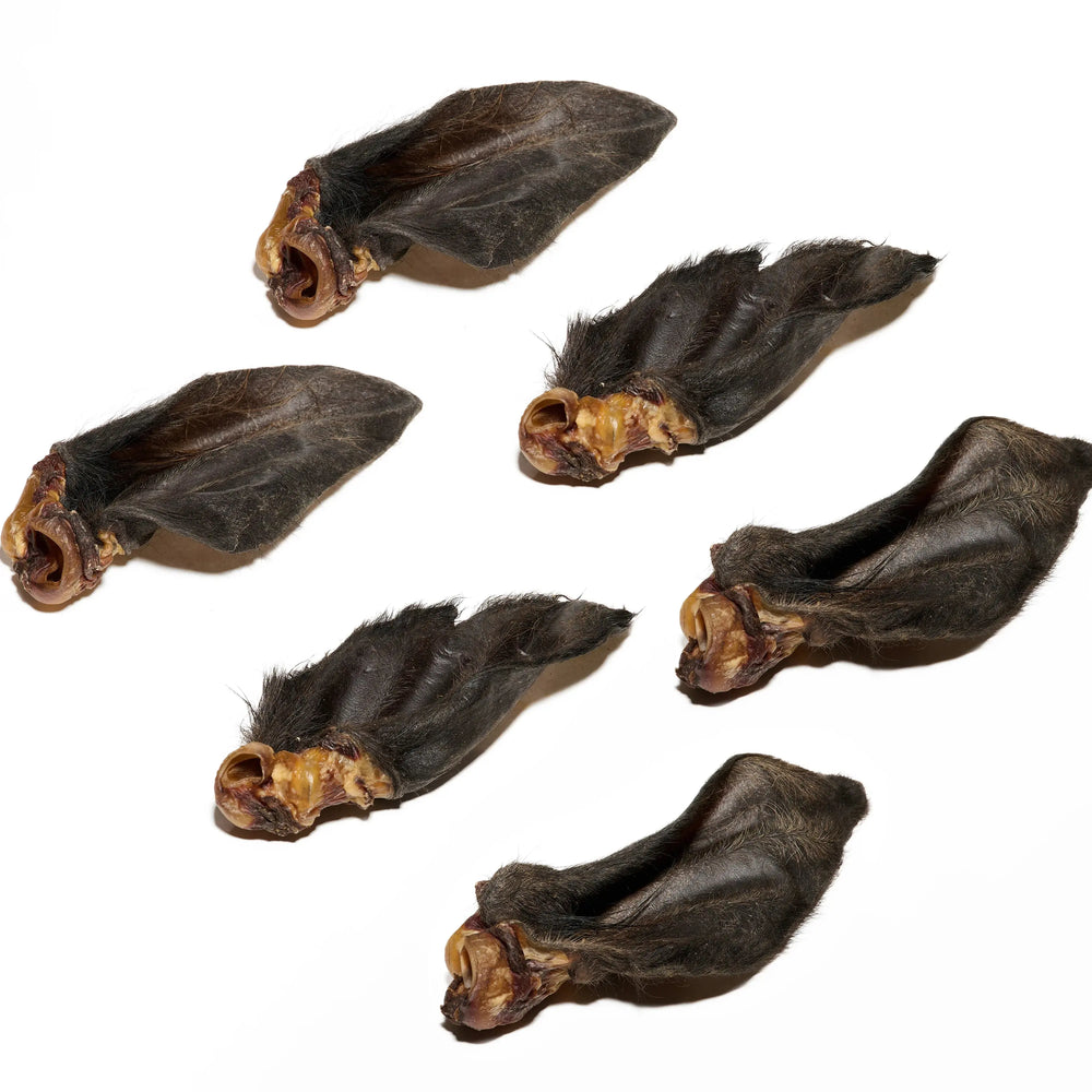 Oreille de boeuf avec poils pour chien