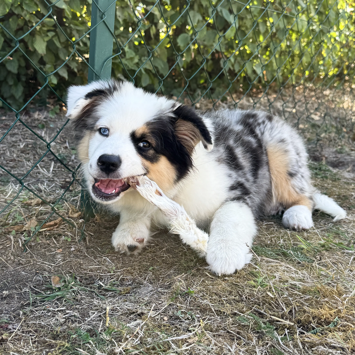 Oreille de lapin avec poils pour chien, friandise de mastication naturelle