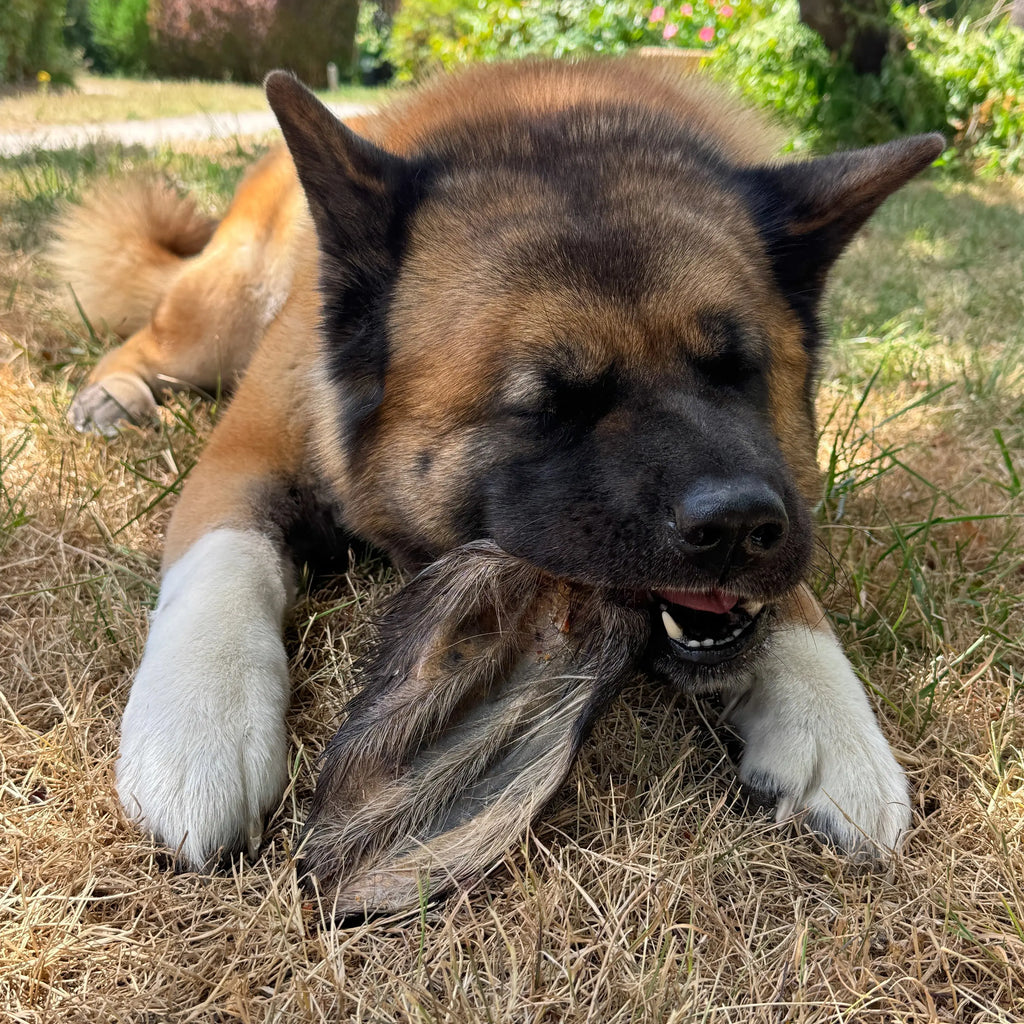 oreille de boeuf avec poils, friandise de mastication naturelle pour chien