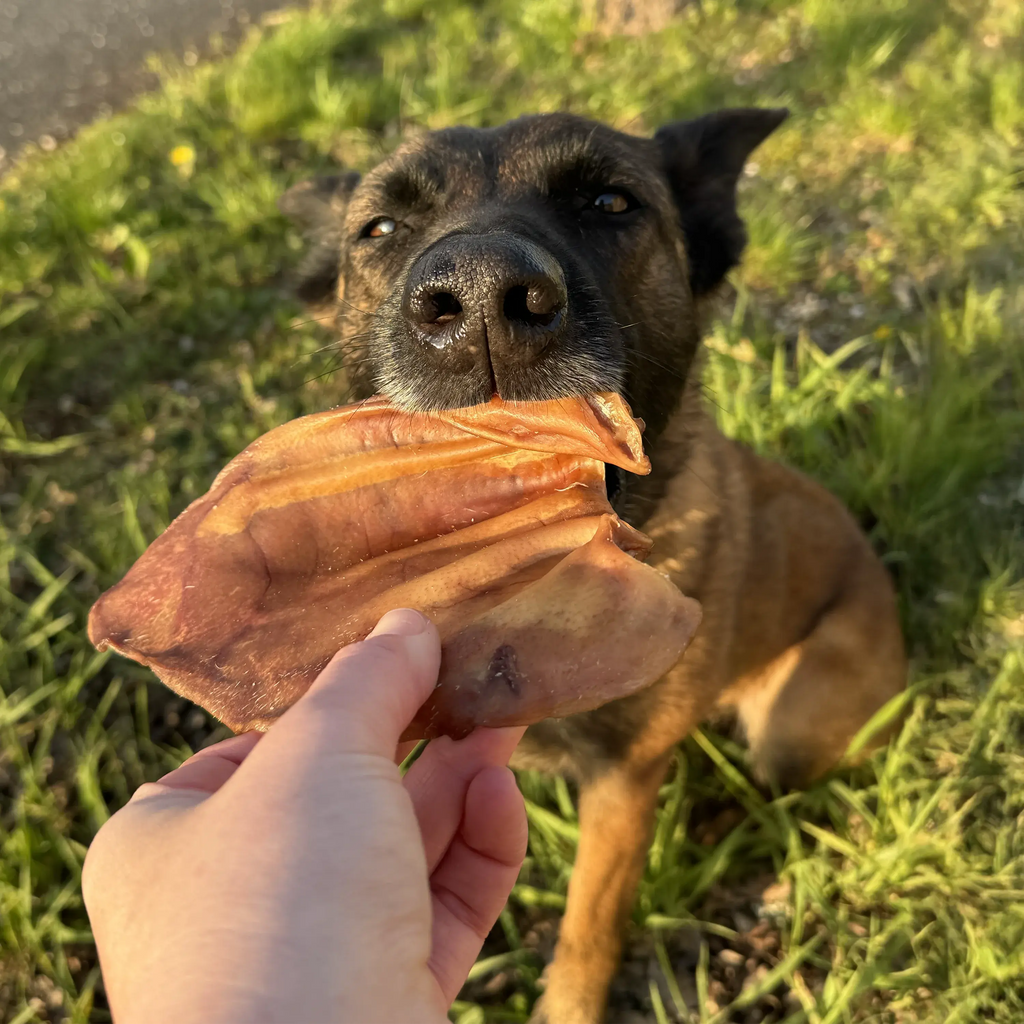 Oreille de porc pour chien, friandise de mastication naturelle