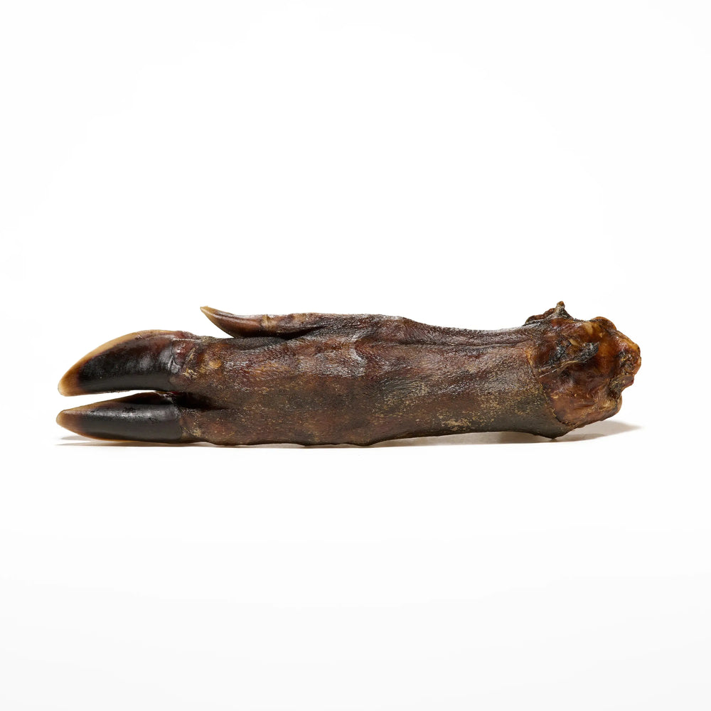 patte de sanglier pour chien