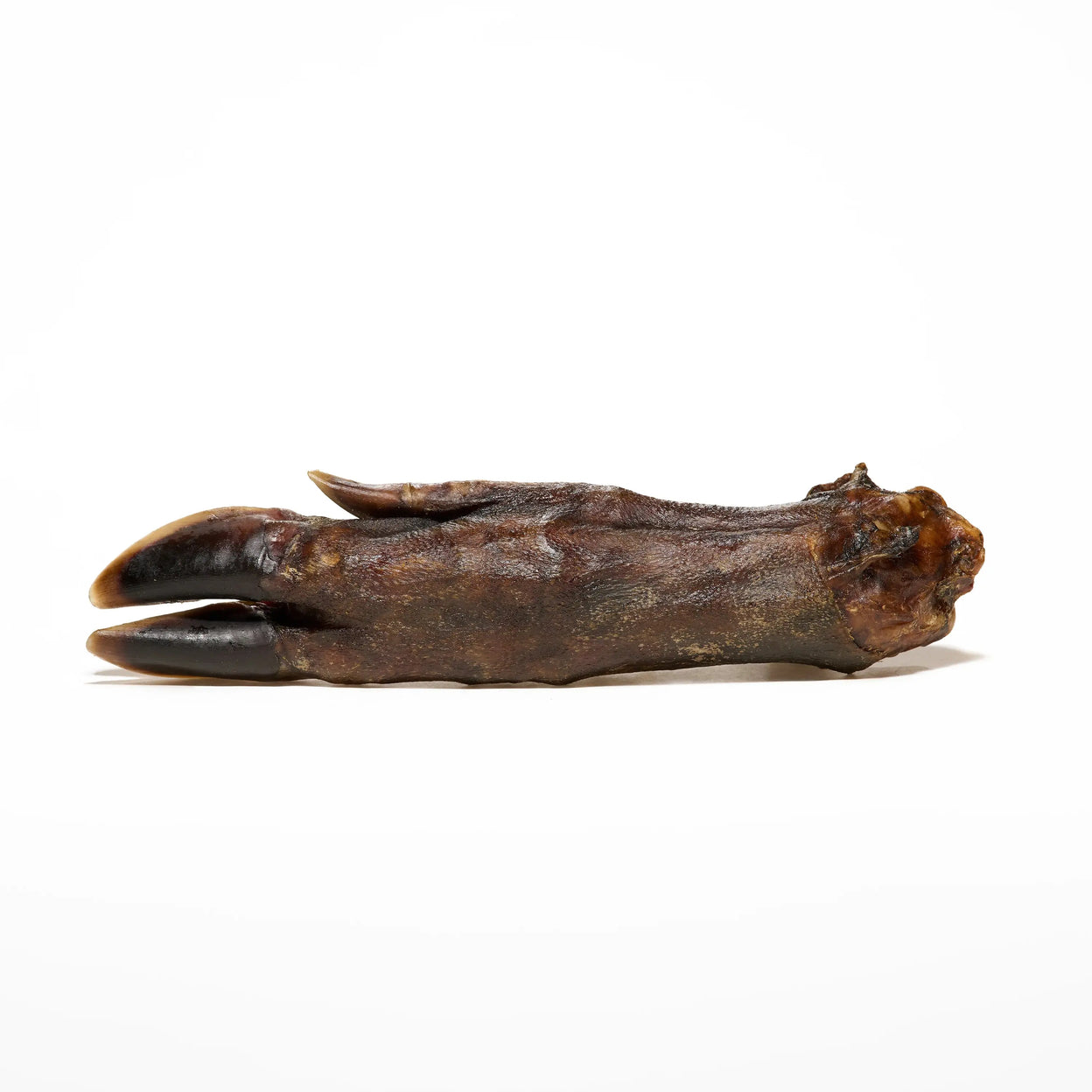 patte de sanglier pour chien