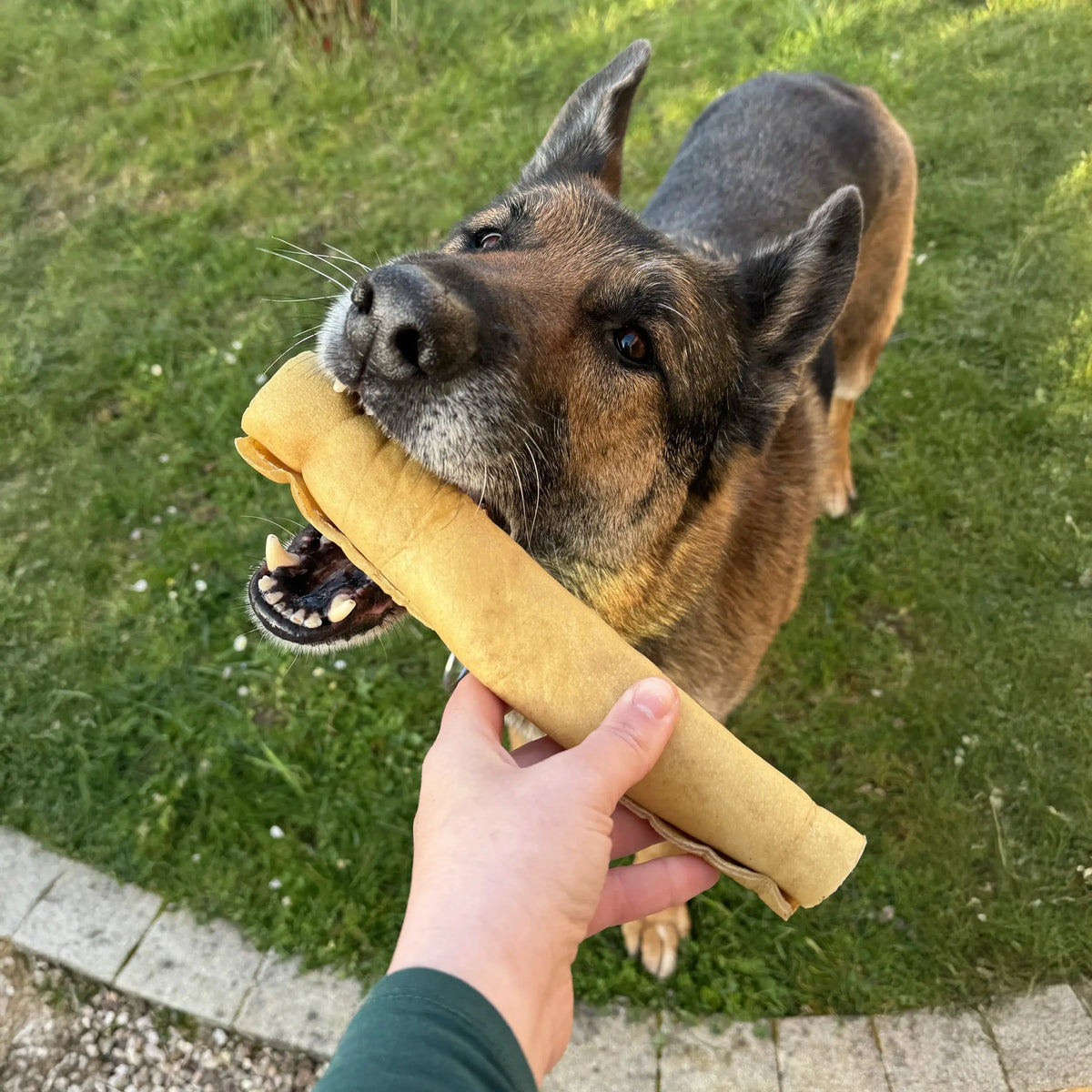 peau de boeuf roulée 30 cm, friandise de mastication naturelle pour chien