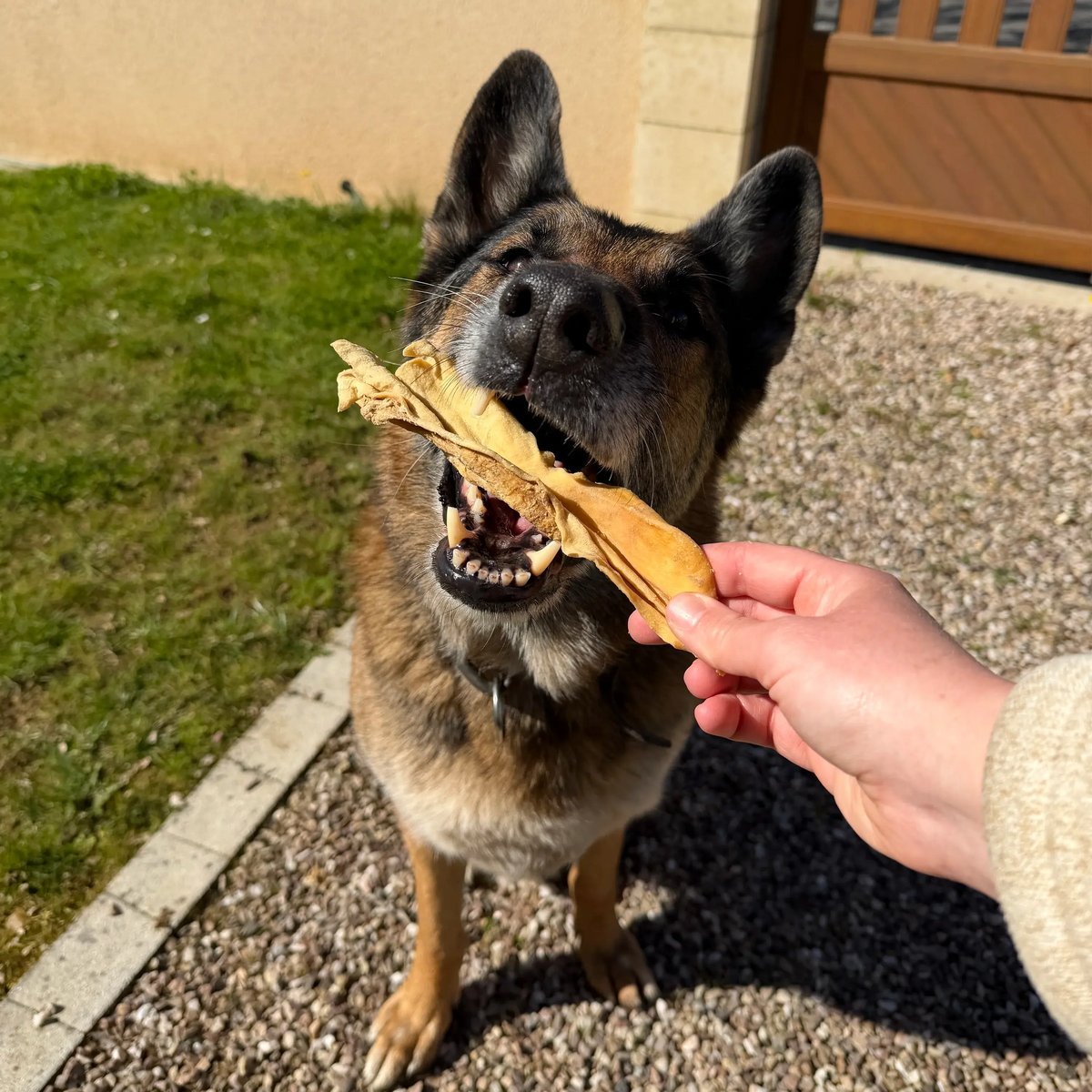 peau d'agneau, friandise de mastication naturelle pour chien