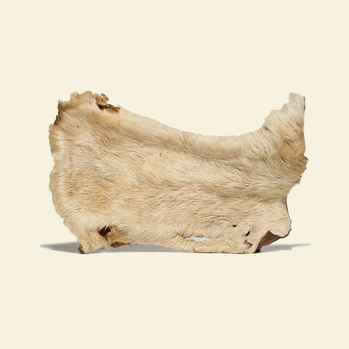 plaque de bœuf avec poiles pour chien mastication naturelle