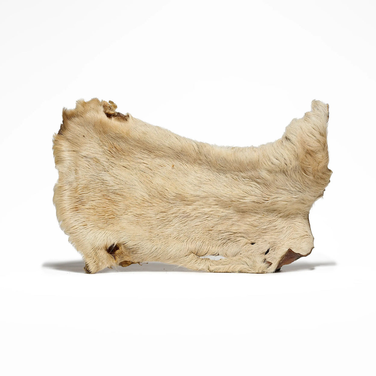 plaque de bœuf avec poils pour chien mastication naturelle