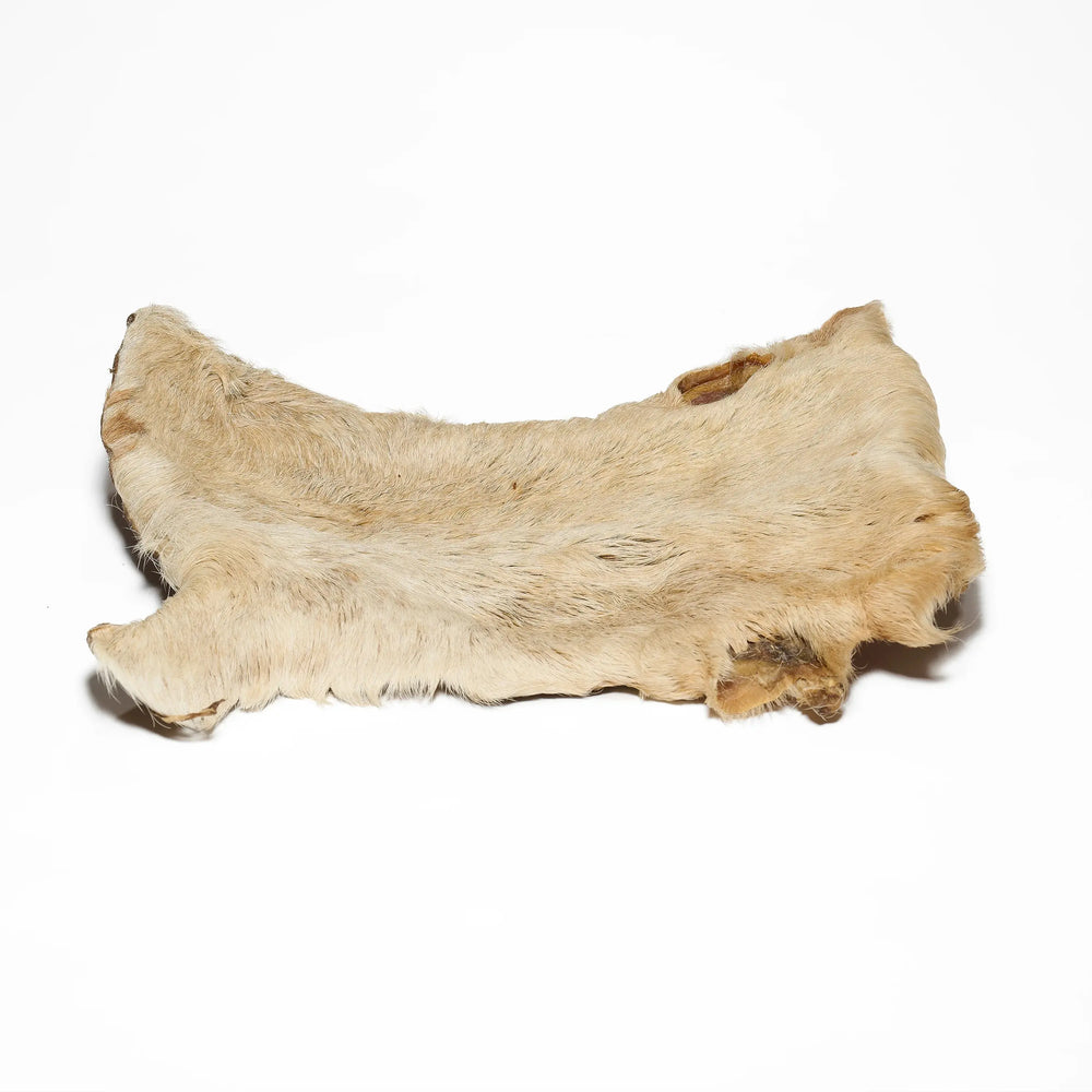 plaque de bœuf avec poils pour chien mastication naturelle