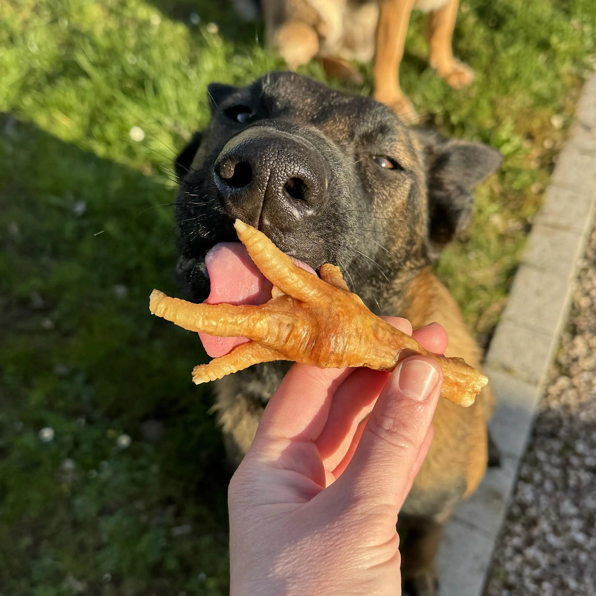 Patte de poulet pour chien, friandise de mastication naturelle
