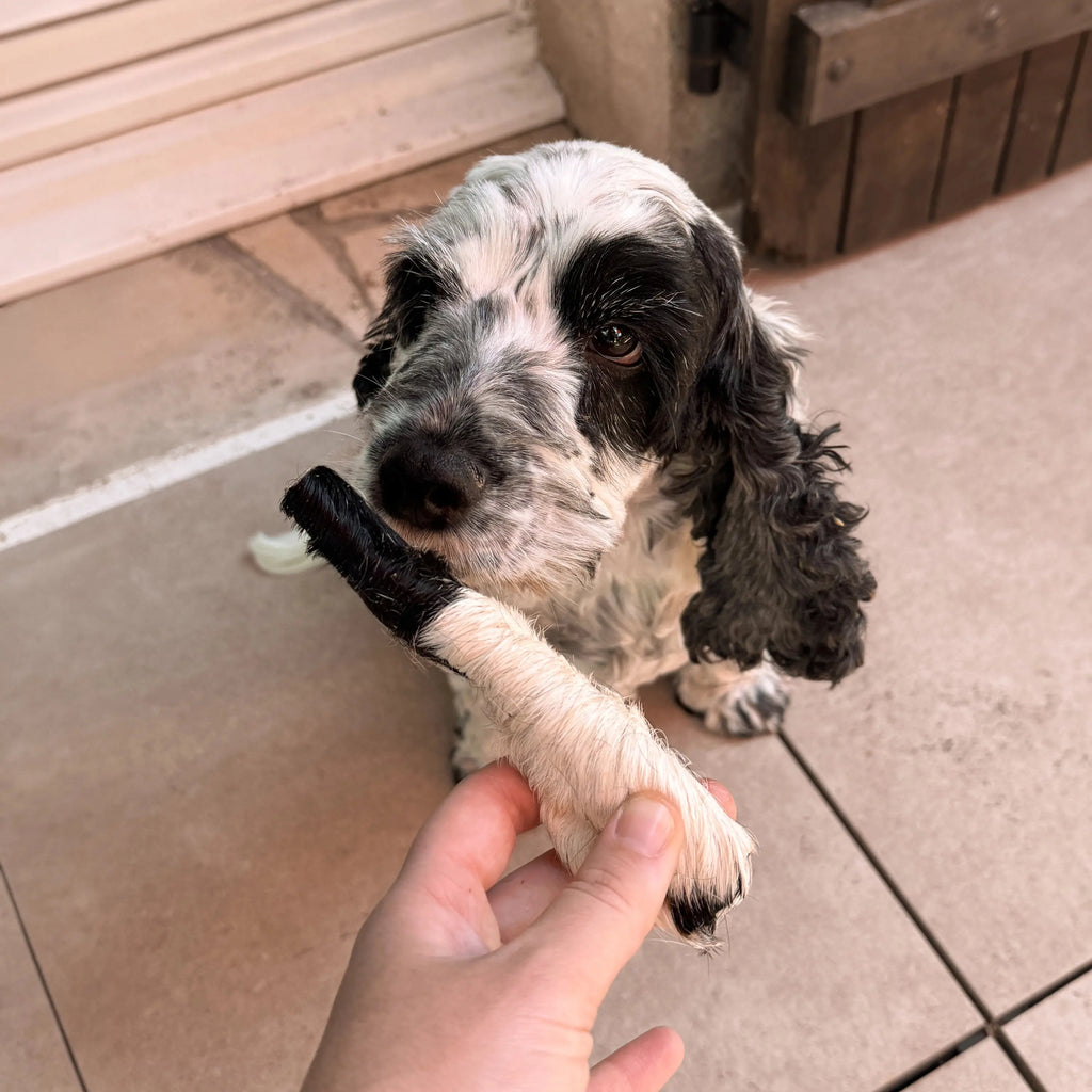 Peaux de boeuf pour chien