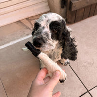 Peaux de boeuf pour chien