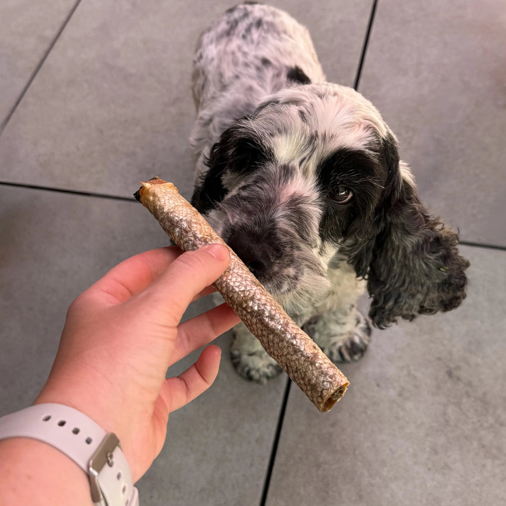 peau de saumon avec chaire pour chien