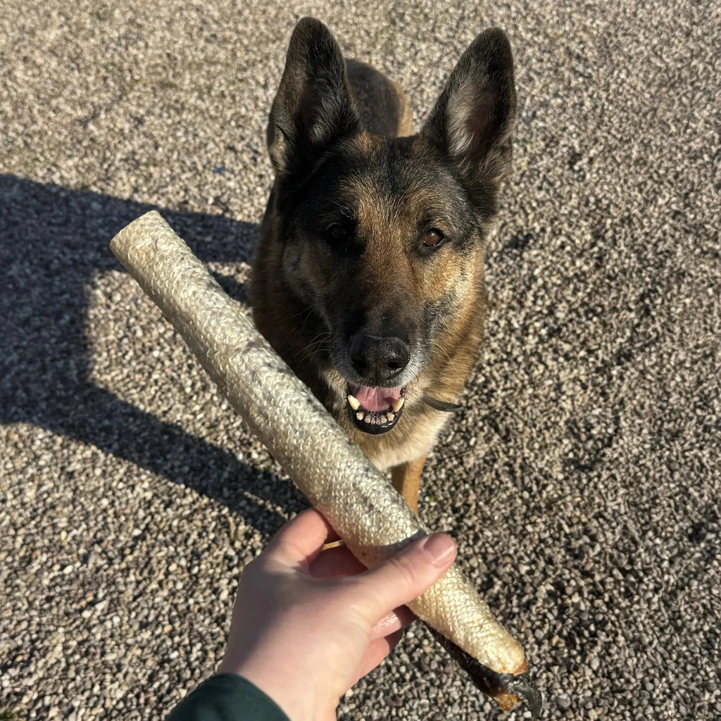 peau de saumon avec chaire pour chien