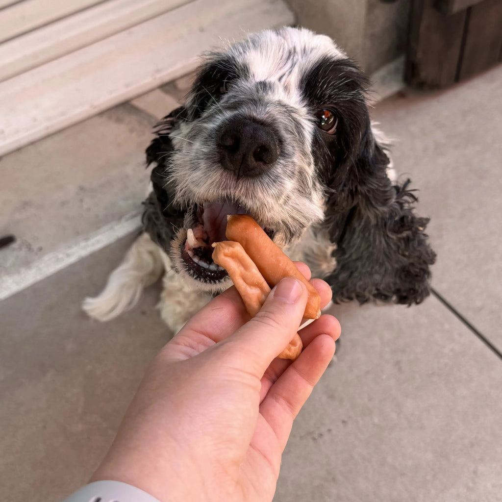 saucisse au poulet pour chien 