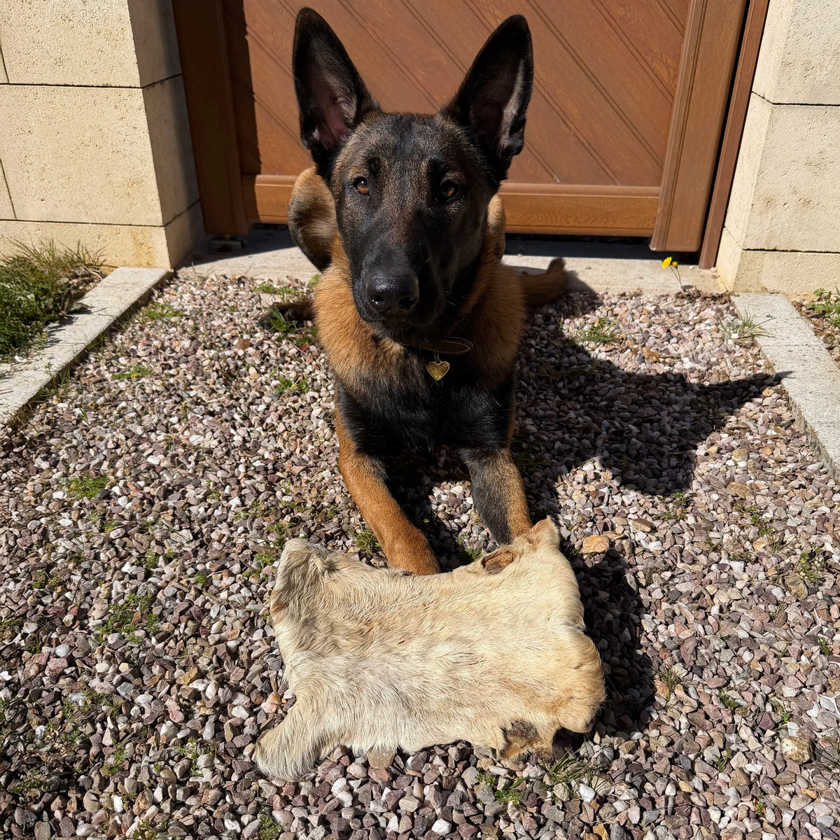 plaque de boeuf avec poils, friandise de mastication naturelle pour chien