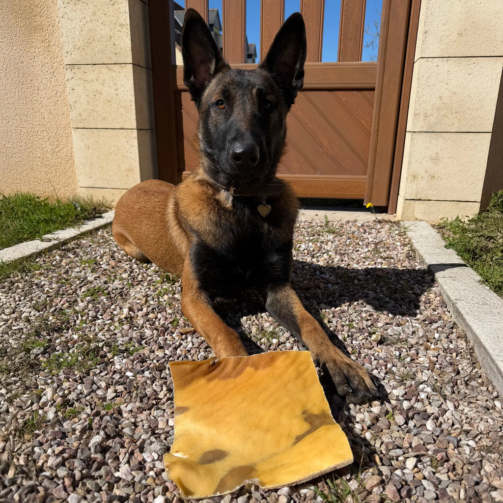 plaque de buffle, friandise de mastication naturelle pour chien