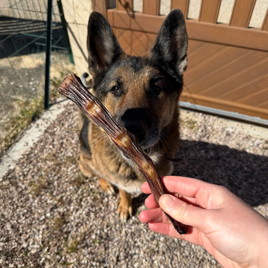 queue de boeuf, friandise de mastication naturelle pour chien