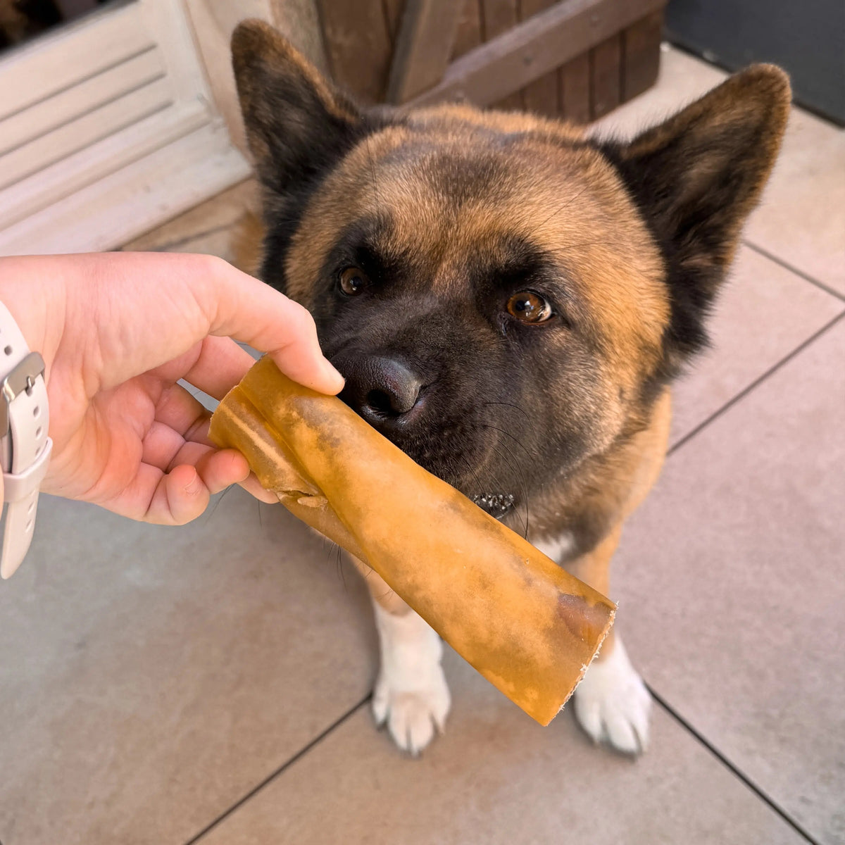 rouleau de chameau pour chien