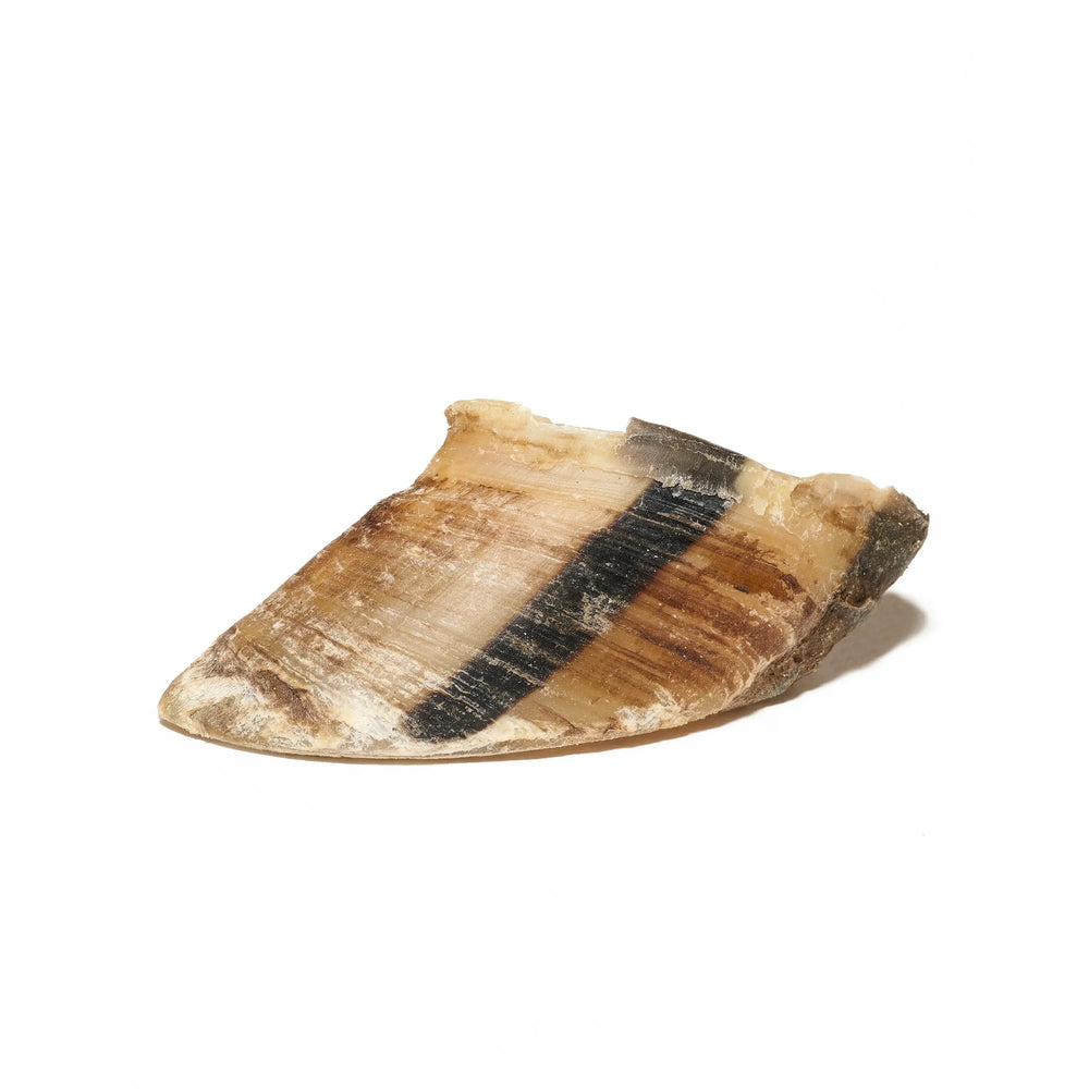 Sabot de boeuf pour chien, friandise de mastication naturelle pour chien