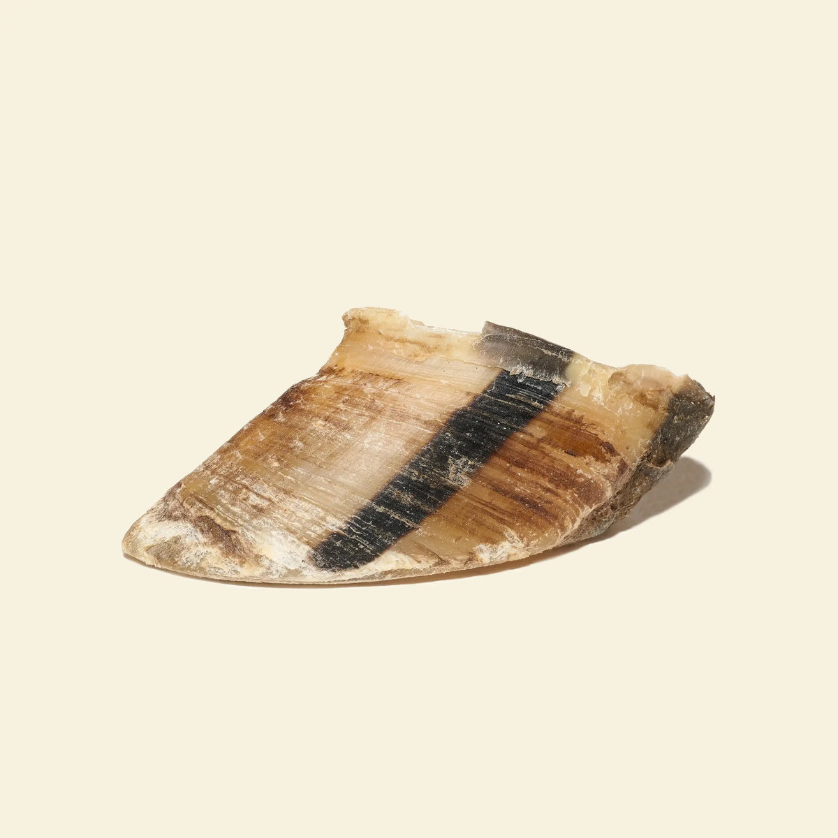 Sabot de boeuf pour chien