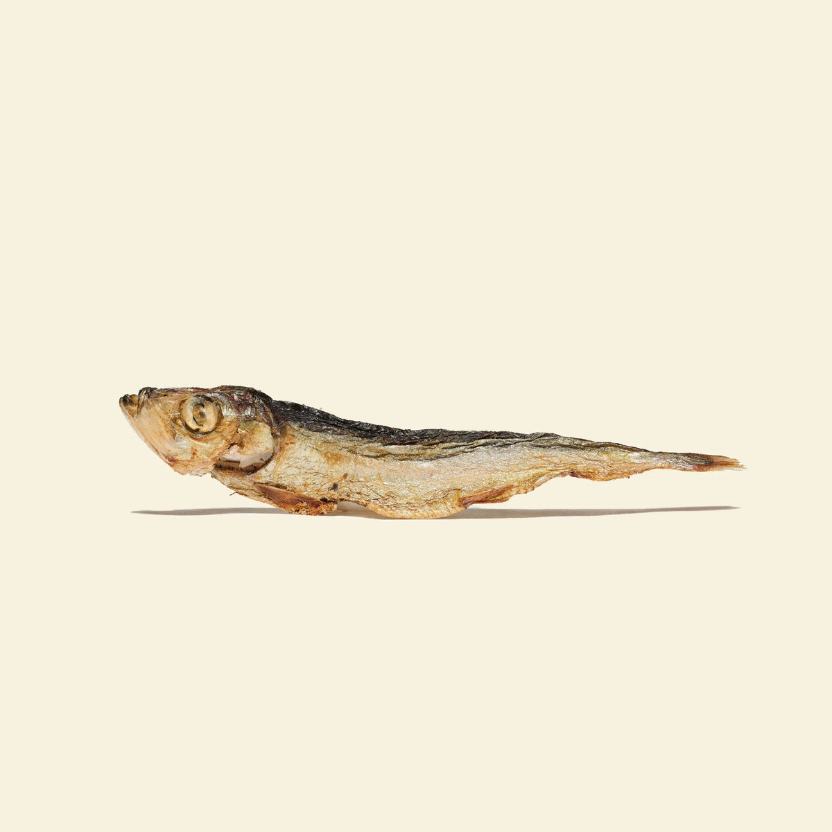 Sprats pour chien