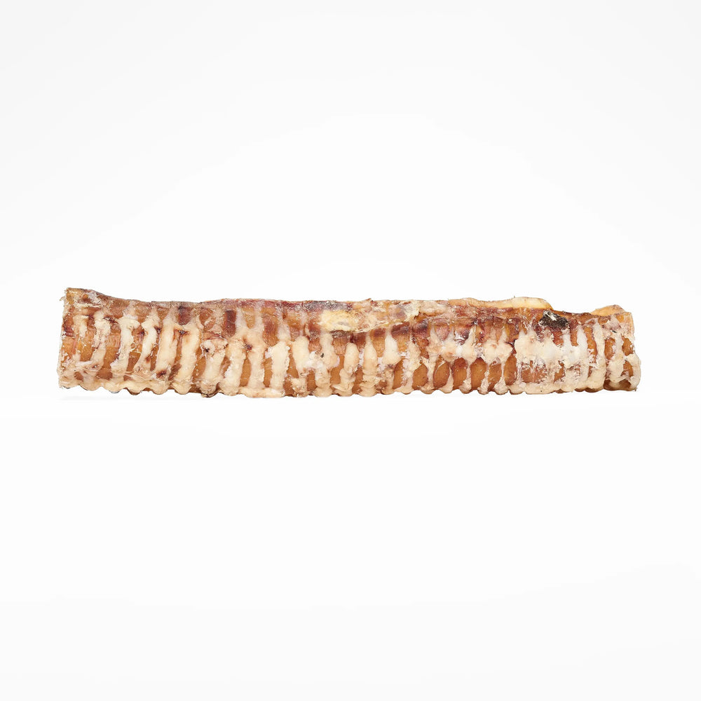 trachée de bœuf 40 cm pour chien mastication naturelle