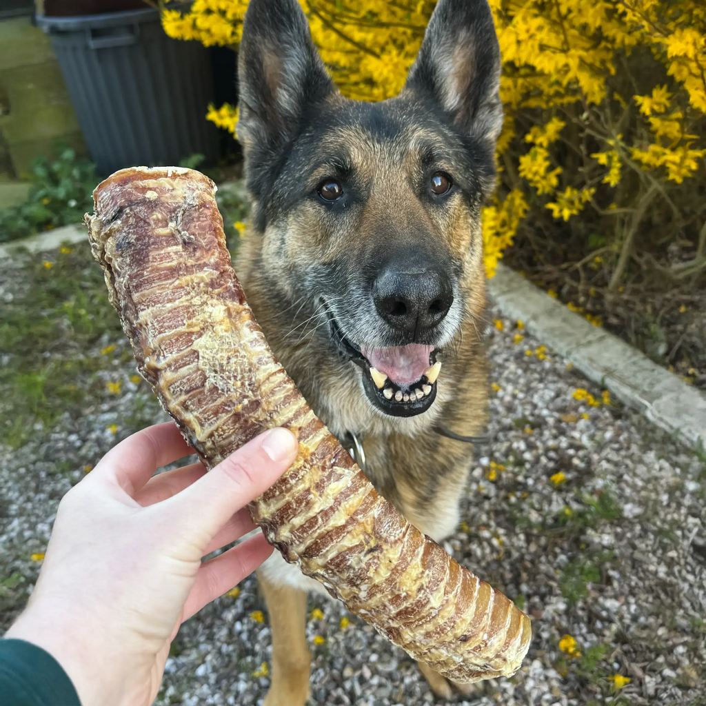 Trachée de boeuf 30 cm, friandise de mastication pour chien DogMastic