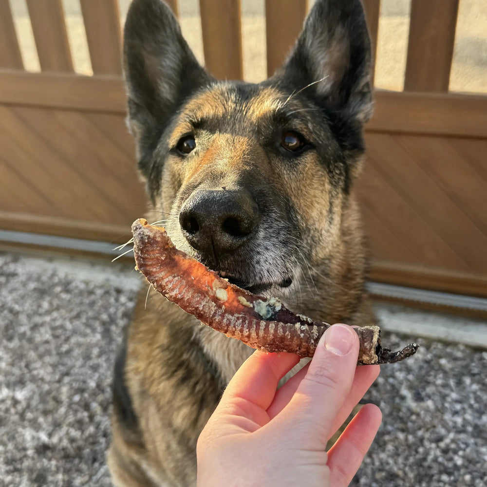 Trachée d'agneau pour chien, friandise de mastication naturelle