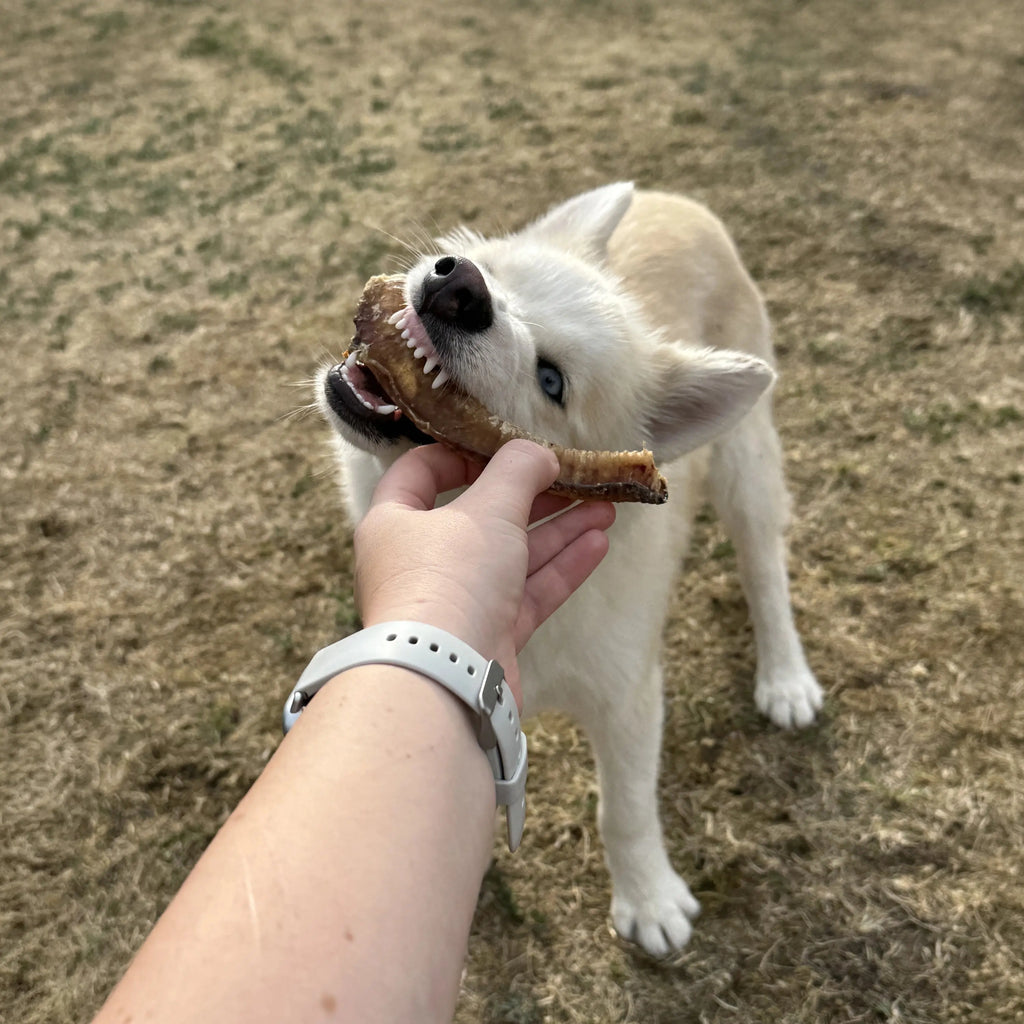 trachée d'agneau pour chien mastication naturelle