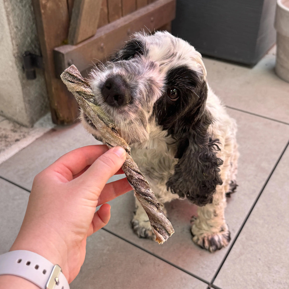 Twist de morue pour chien