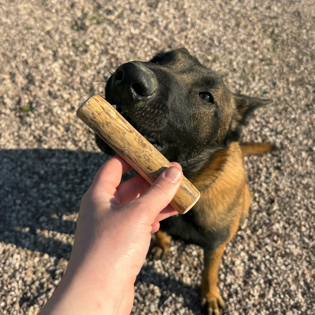 bois de caféier taille S, friandise de mastication naturelle pour chien