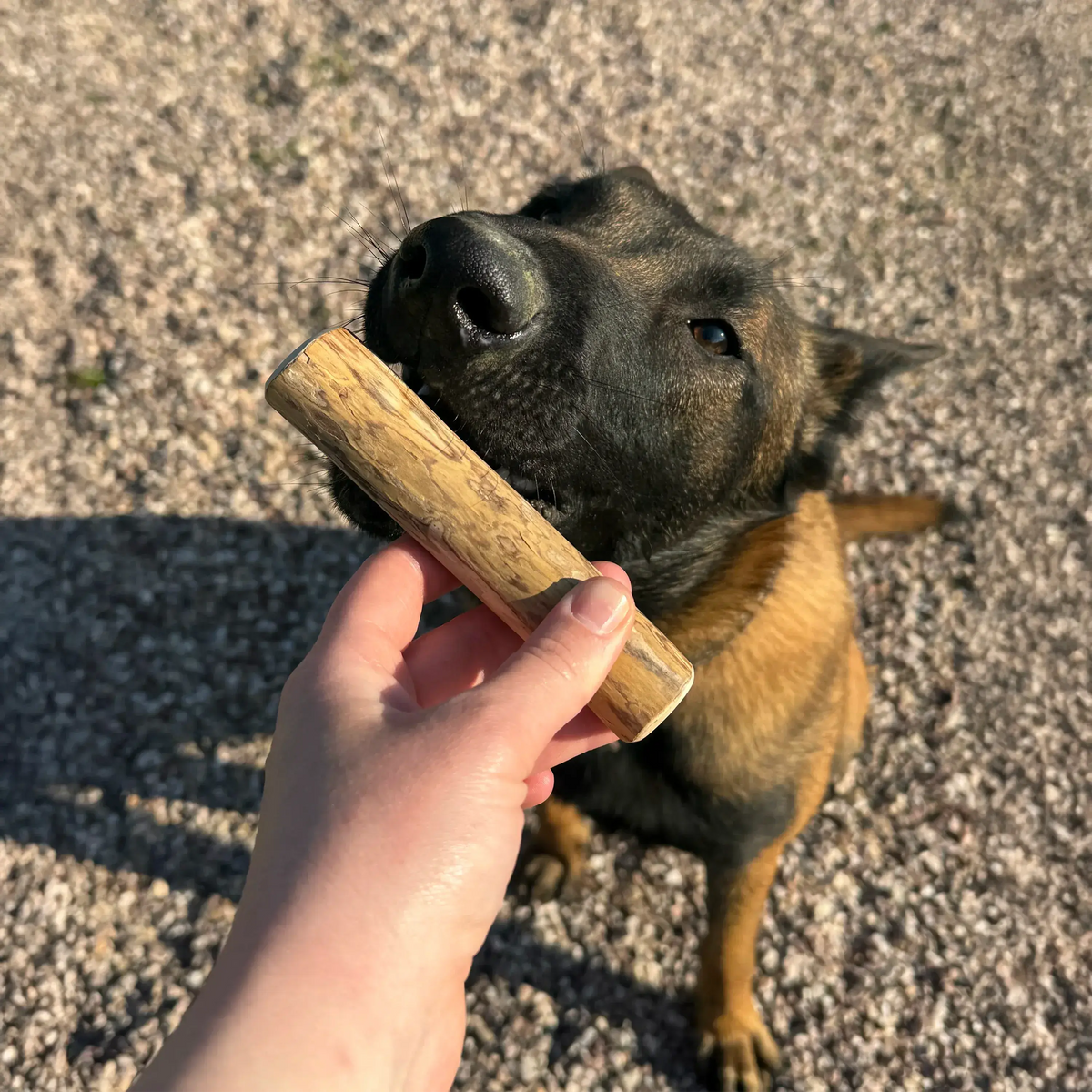 bois de caféier taille S, friandise de mastication naturelle pour chien