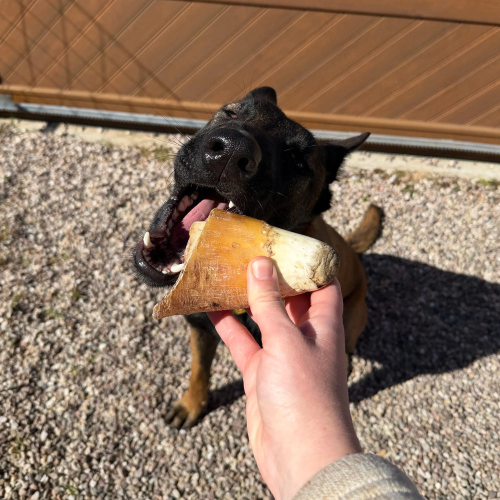 corne de boeuf vide taille S, friandise de mastication naturelle pour chien